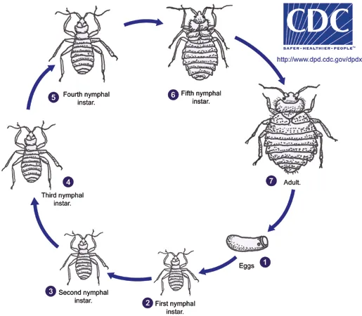 The Life Cycle Continuum